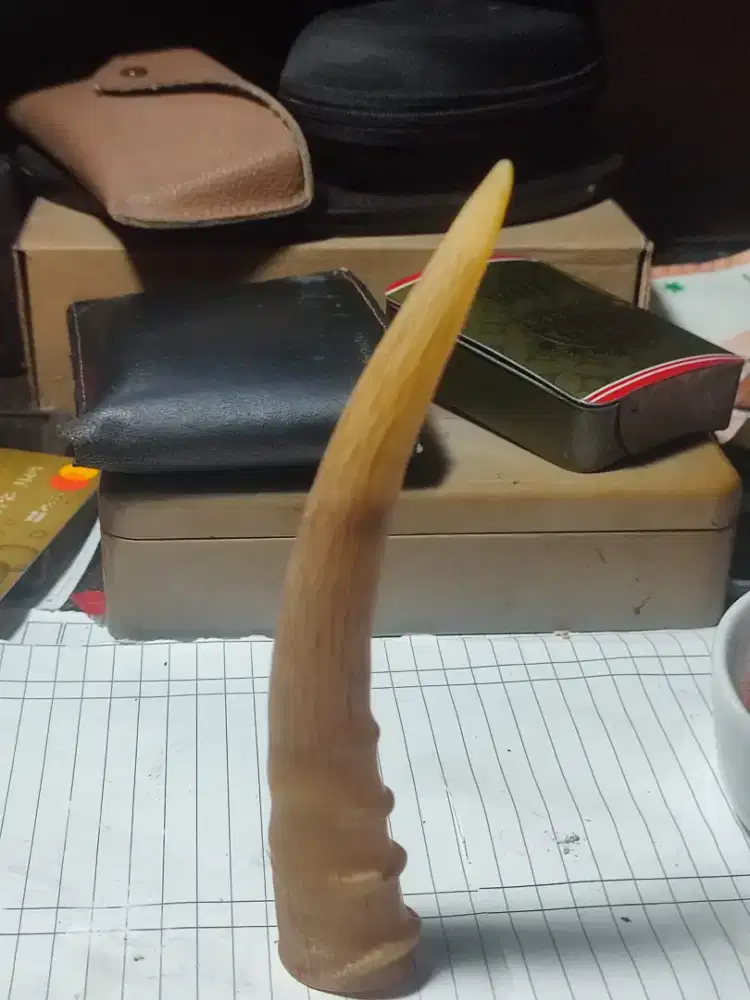 Tanduk ,antelope saiga(langka)