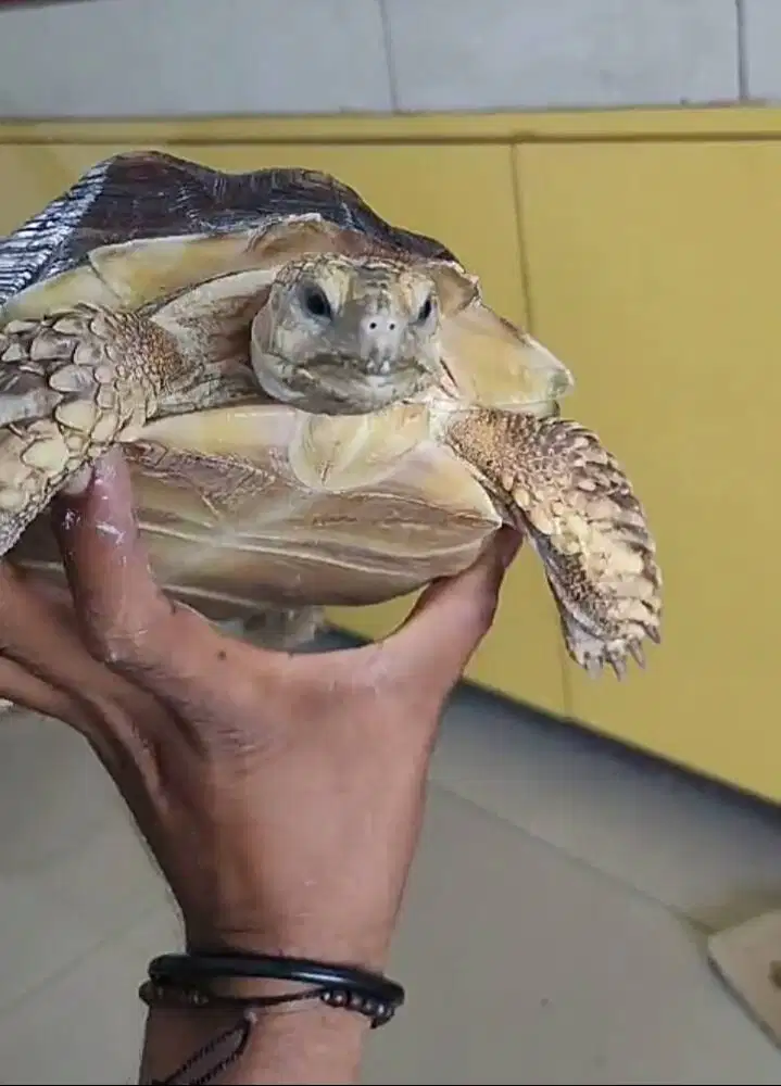 Sulcata Betina (25 cm)