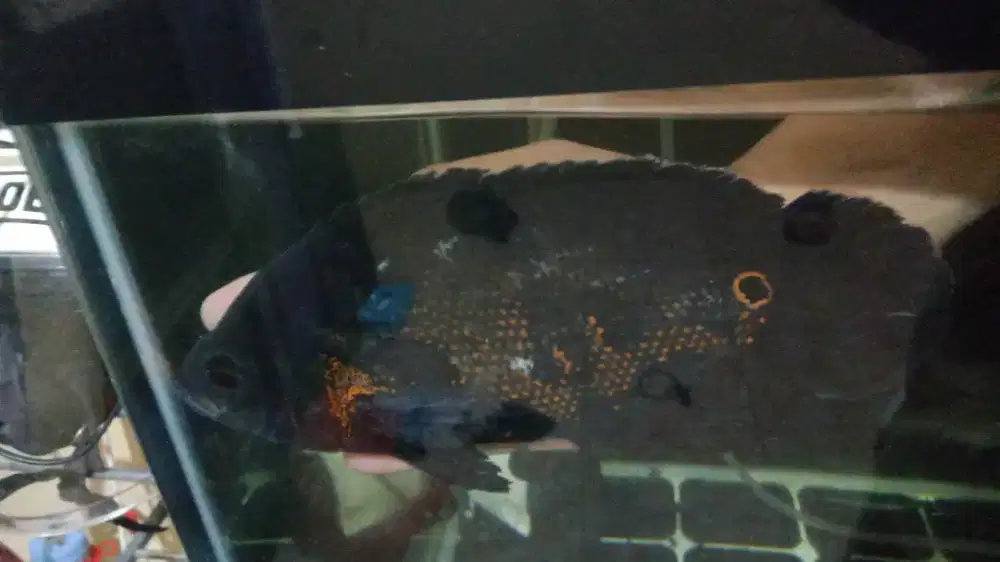 Ikan Oscar Tiger jumbo