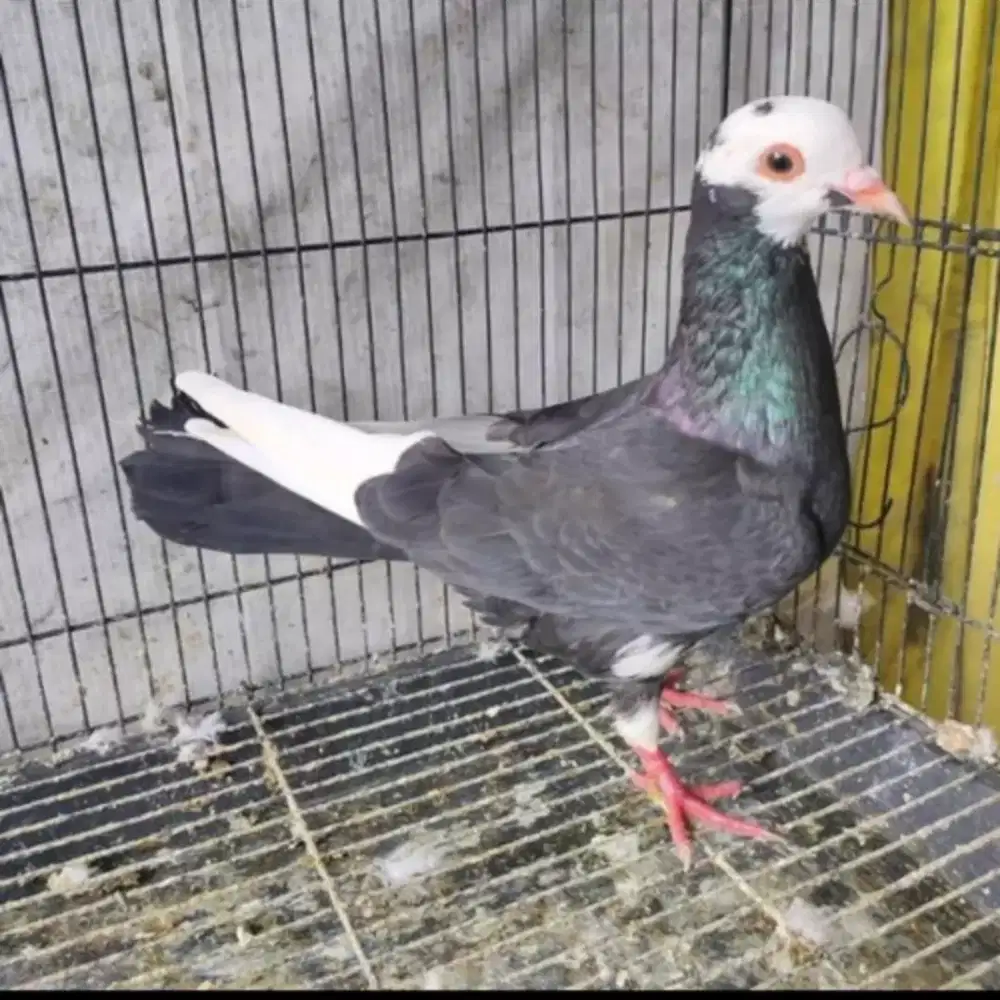 Merpati Warna Plontang Blorok