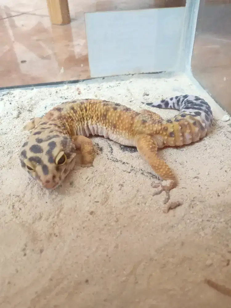 Di Jual  Geckoo Bonus kandang + tempat minum & angkringan