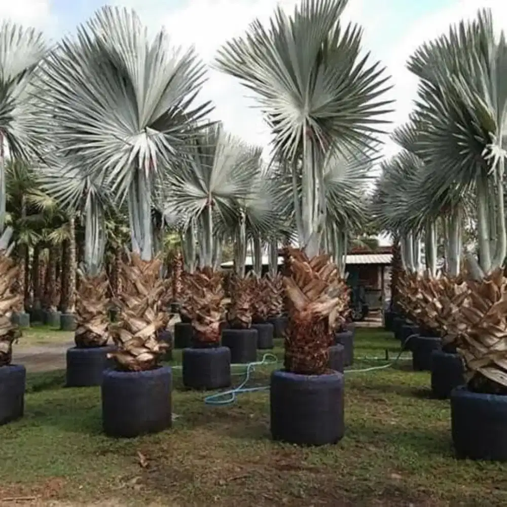 Pohon palem bismarkia . Palem kuning puhun kelapa dll