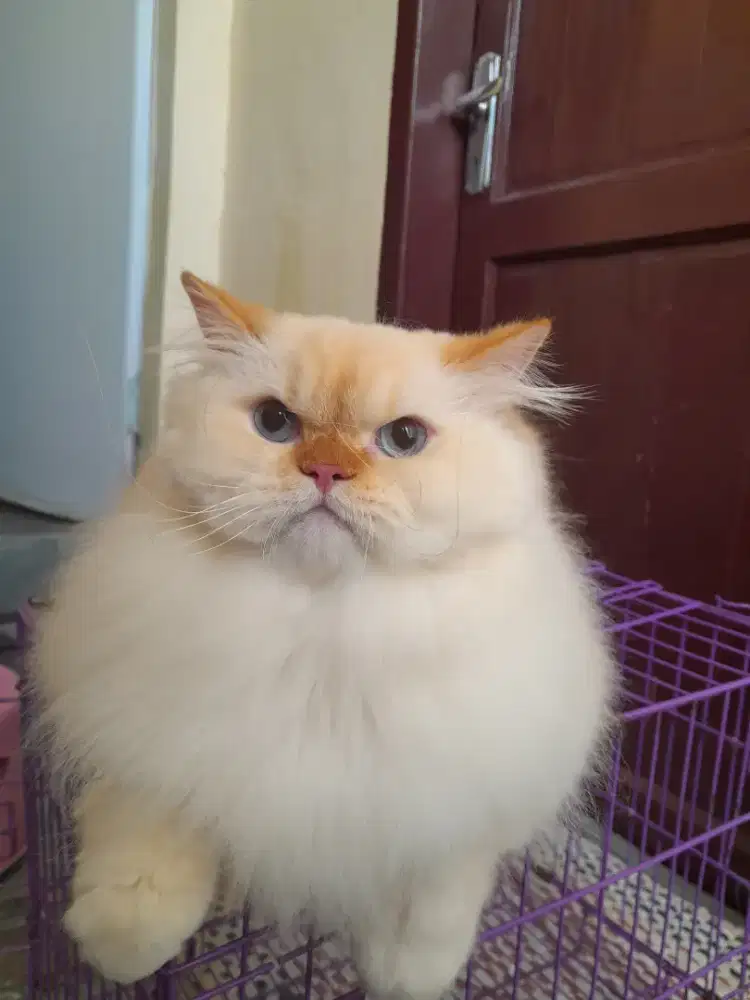 Grooming/mandikan kucing panggilan