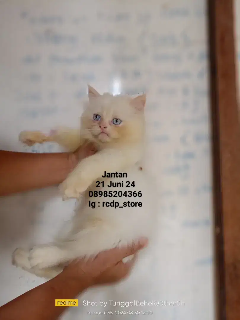 Kucing Persia flatnose kitten jantan