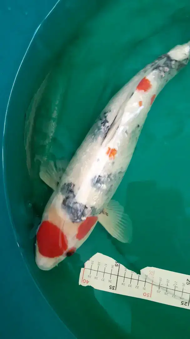 Ikan koi Tancho Sanke Ginrin 48cm HQ male