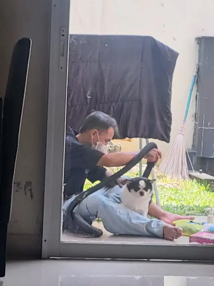 Grooming kucing anjing panggilan terdekat