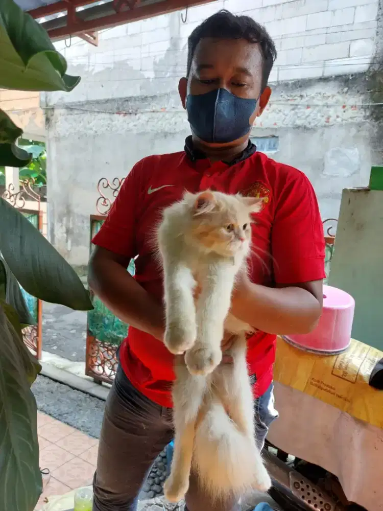 Jasa grooming tinypet kucing anjing jadetabek