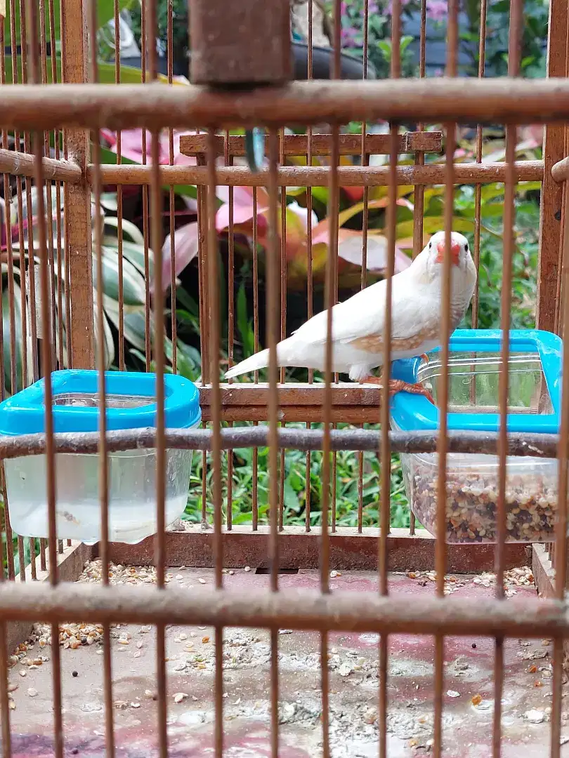 Burung zebra finch holland putih jantan