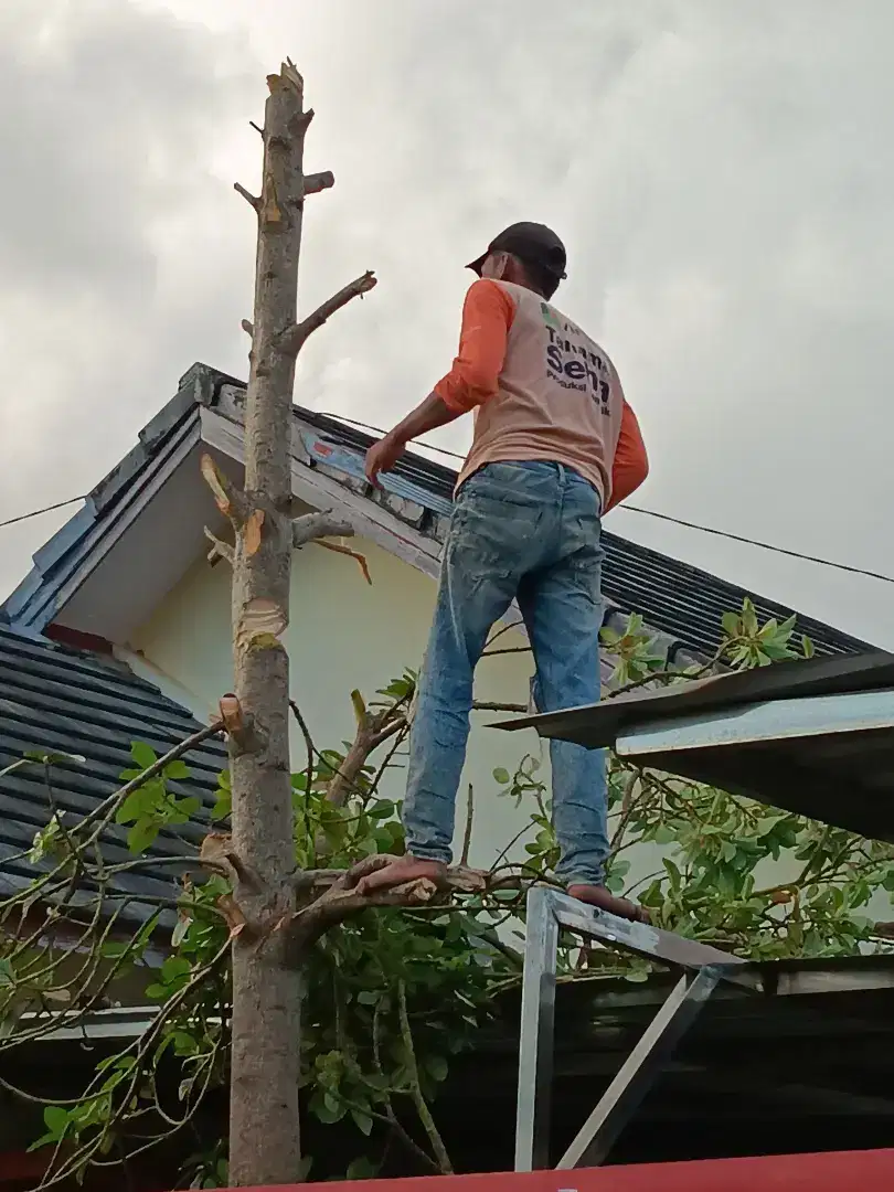 Jasa Tebang Pohon Potong Rumput dan konstruksi