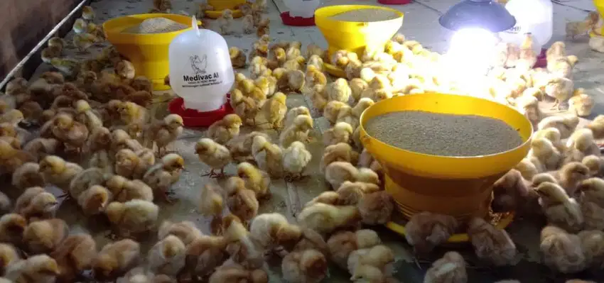 Makasar, DOC/Bibit Ayam Petelur Lengkap Kualitas Super