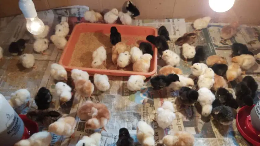 Medan, DOC/Bibit Ayam Joper si Ayam Kampung Super