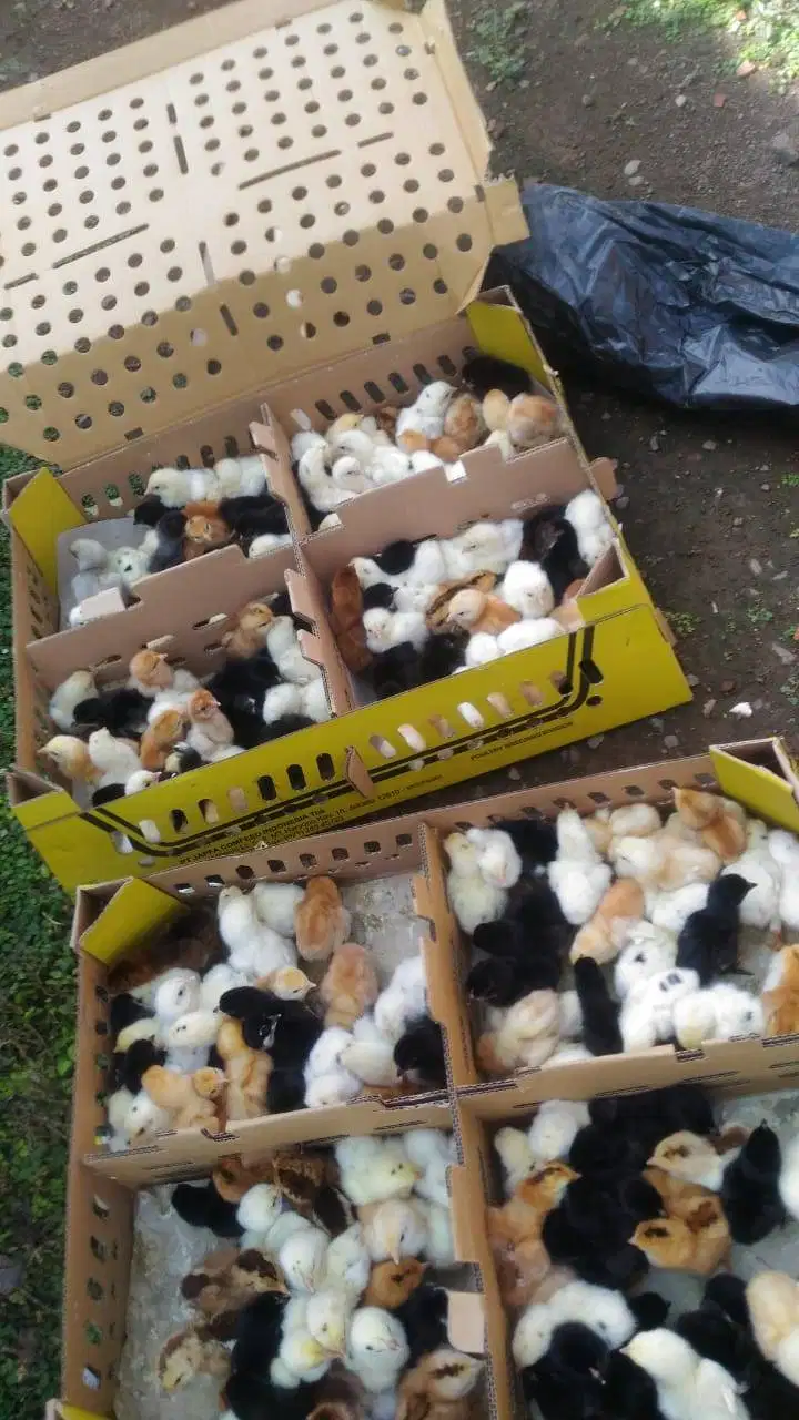 Padang, DOC/Bibit Ayam Joper si Ayam Kampung Super