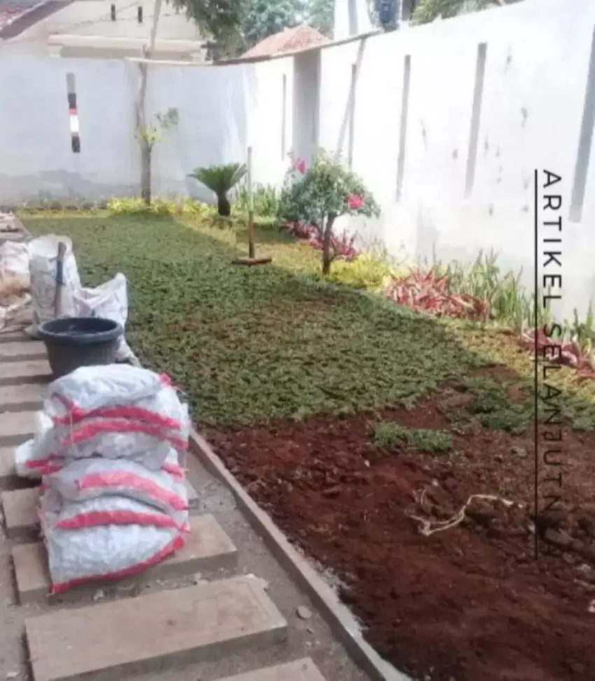Jual rumput gajah mini murah