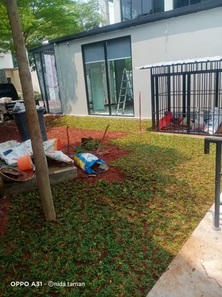 Jual rumput gajah mini murah