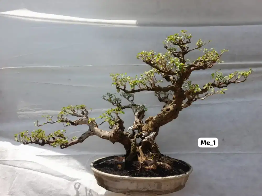 Bonsai legundi siap diedarkan