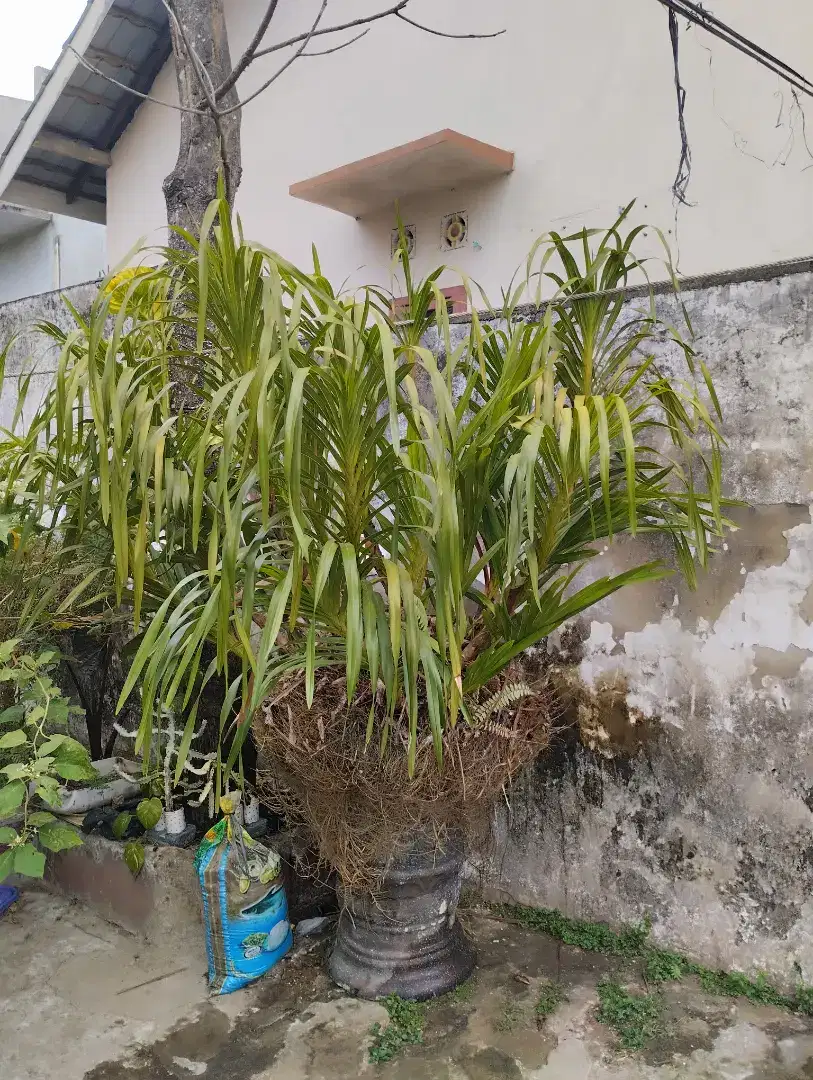 Tanaman Anggrek Macan dg tinggi lebih 2 meter + Pot nya sekalian.