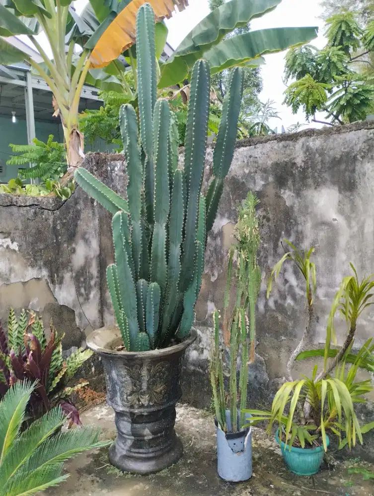 Dijual Cepat Kaktus koboy dg tinggi 2m lebih + pot nya sekalian