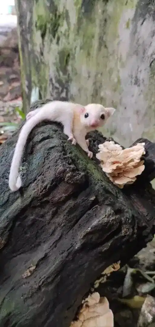 Sugar glider putih leucistic