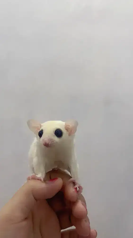 Sugar glider leucistic jantan betina anakan