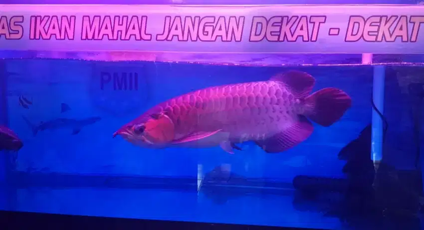 Arwana Super Red UK 45 CM