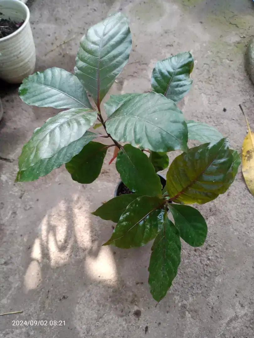 Tanaman Obat Daun Ungu, untuk Ambeyen dan wasir