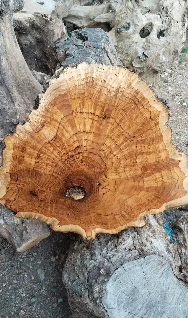 gembol kayu jati (serat bagus)