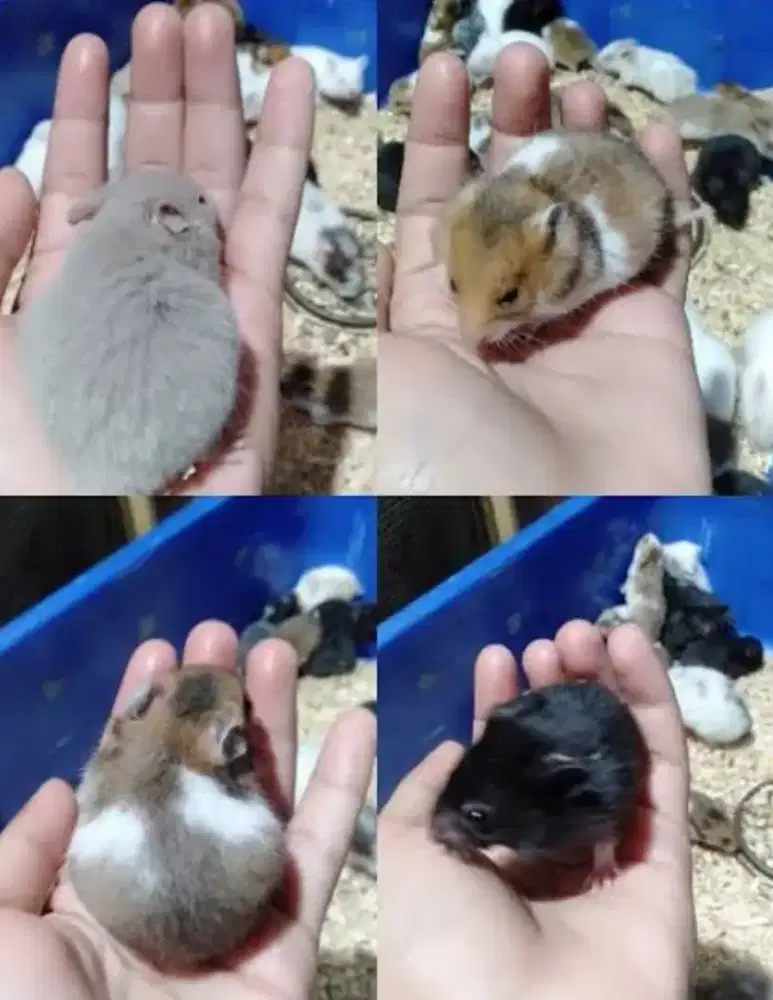 Hamster Syiria Syirian Stok Banyak Agen Langsung Tangsel