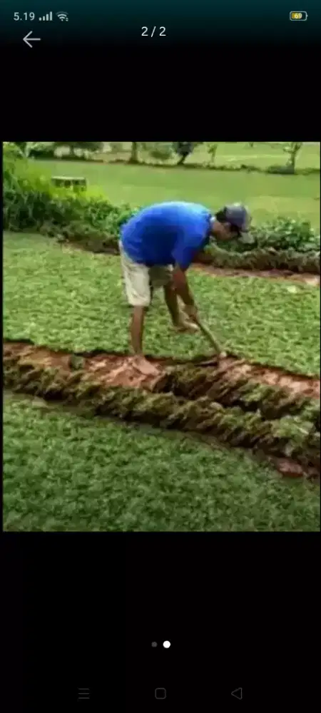 Jual rumput gajah mini murah