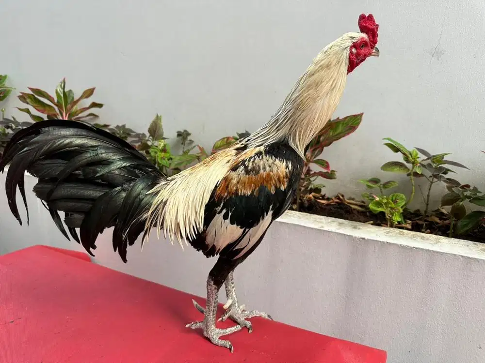 Ayam PAMA IQ pukul Jalu.