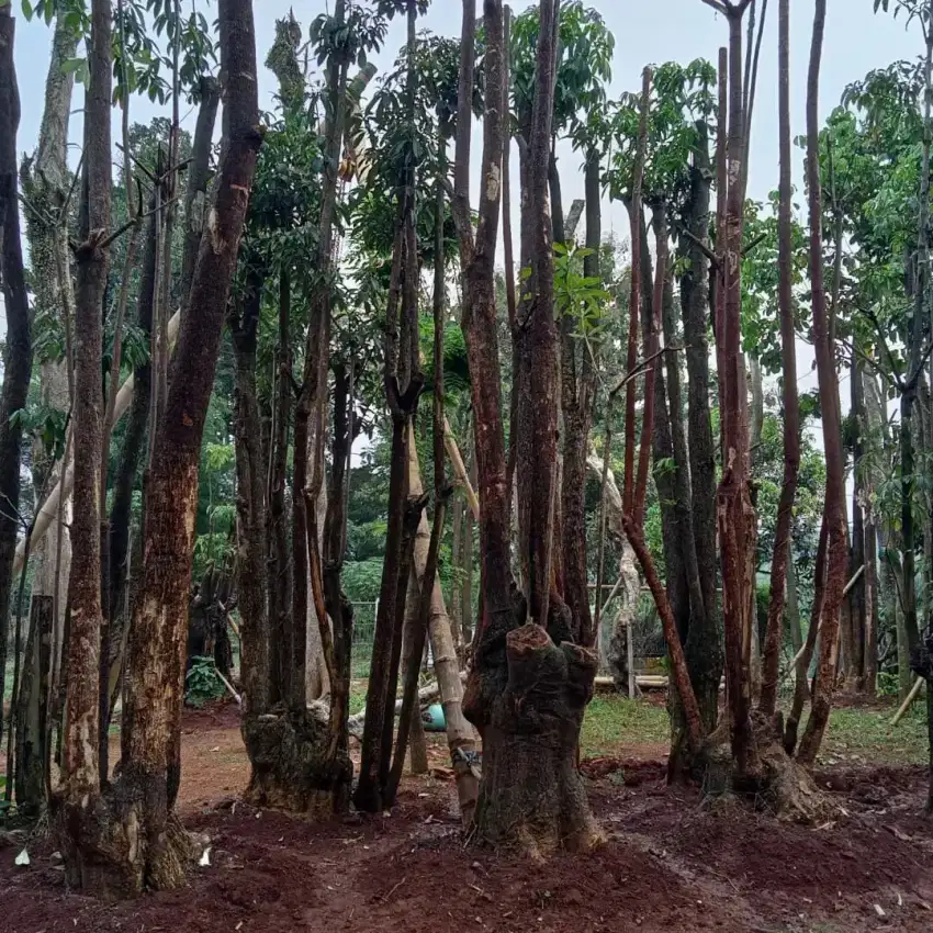 Jual pohon pule/pule gruping/pule / pohon pule besar / tukang taman