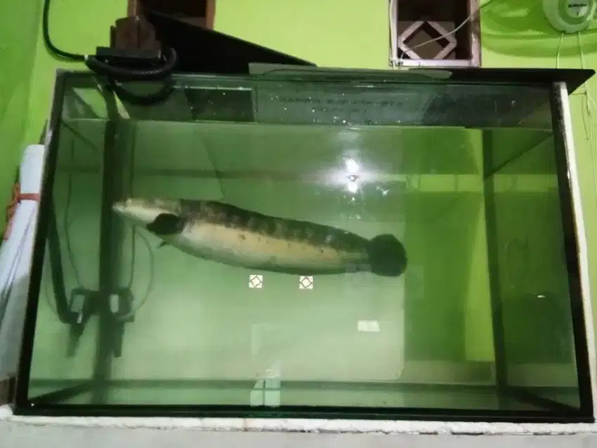 Aquarium Tebal (10 Mili Full)