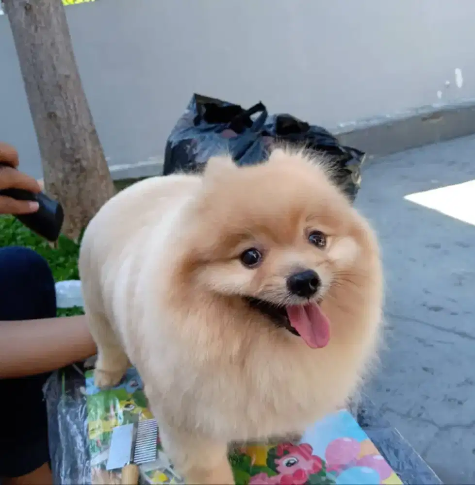 Jasa grooming panggilan di Surabaya