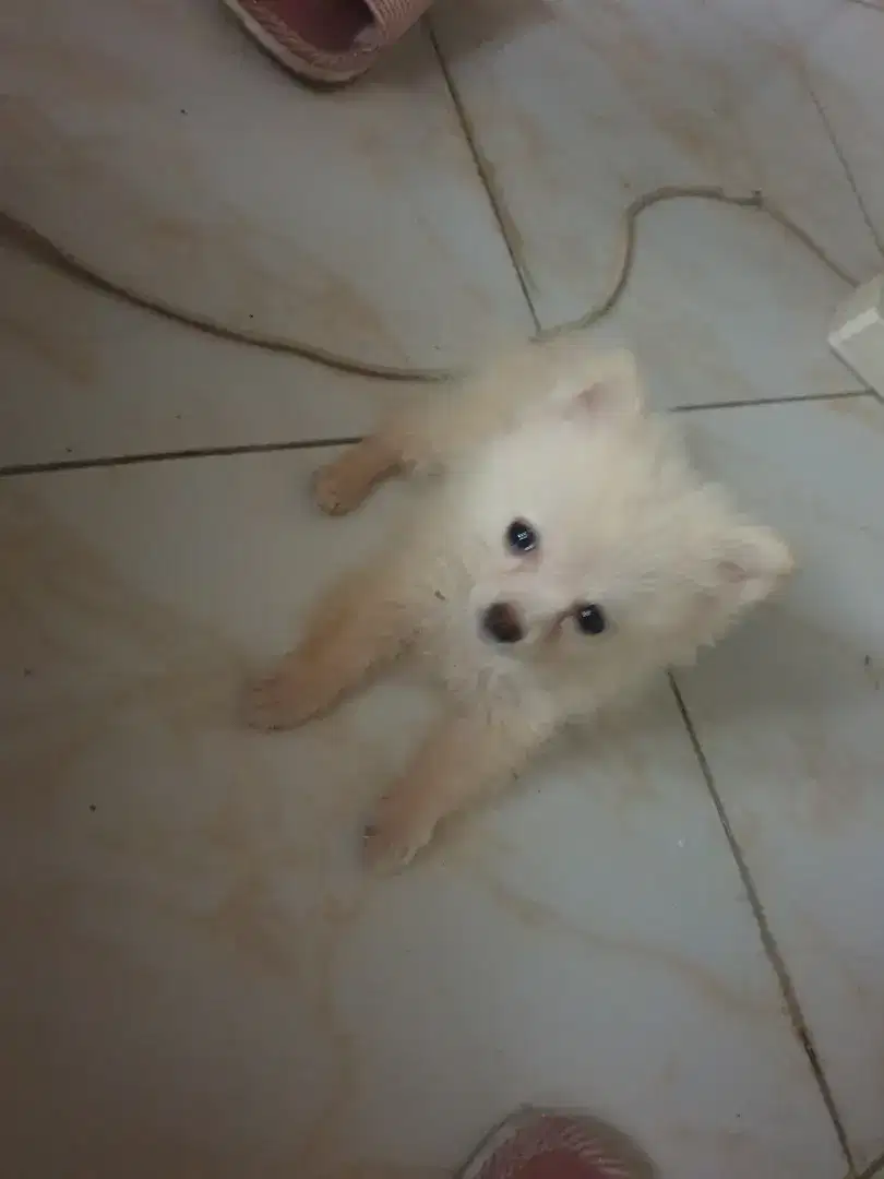 Dijual anakan MINIPOM