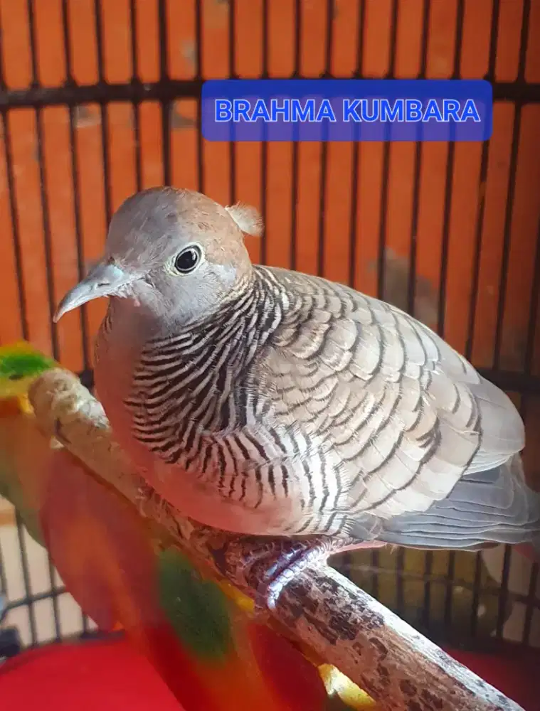 BURUNG PERKUTUT JAMBUL/SONGGO RATU ASLI LOKAL ALAM KOLEKSI PRIBADI