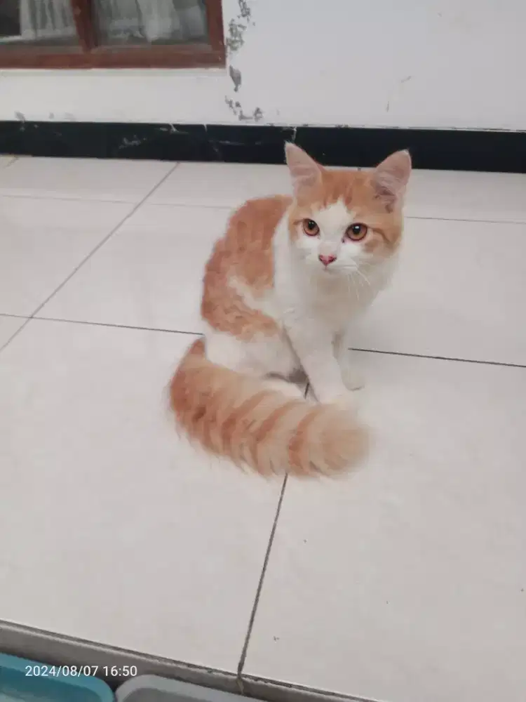 Kucing Persia Jantan umur 6bln, Sehat Lucu penurut imut