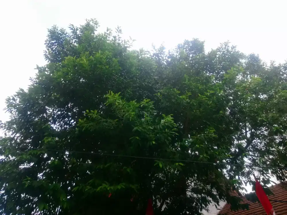 Daun Salam Borongan Satu Pohon