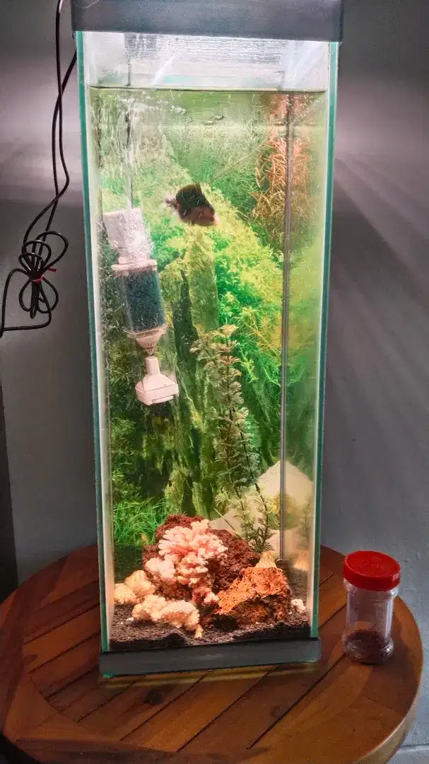 Aquarium mini lengkap filter