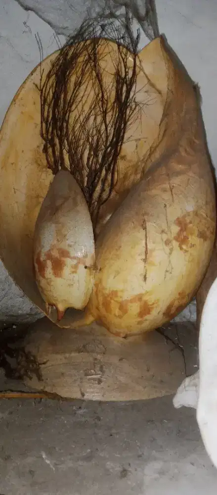 Hiasan kerang dari ambon