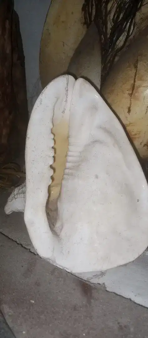 Kerang dari ambon