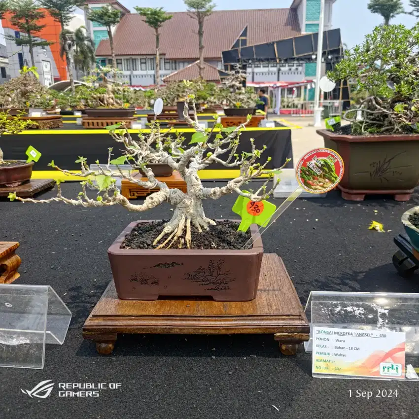 bonsai waru / tanaman bonsai waru / tanaman waru