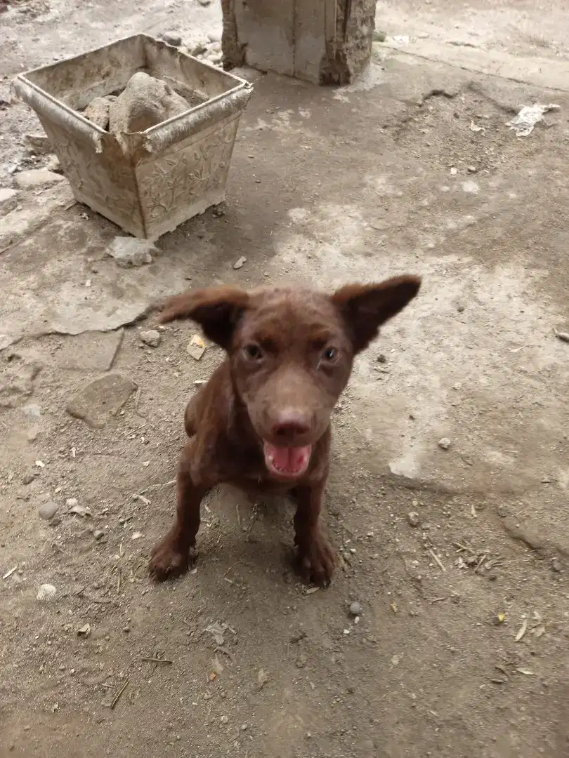 Anjing jantan (Bisa Nego)