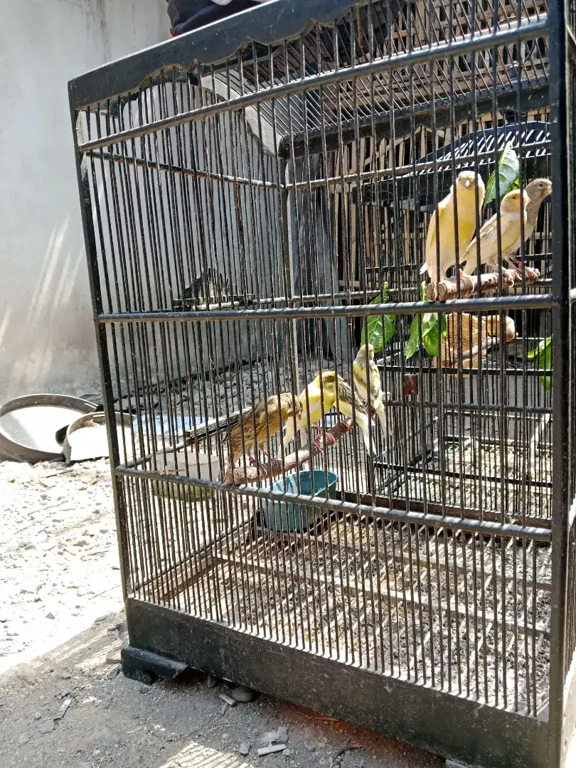 Burung kenari betina siapan harga mulai