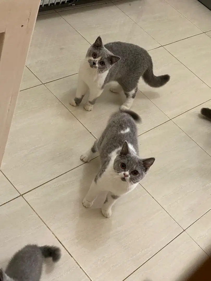 KUCING BRITISHSHORTHAIR KUCING BSH PED CFA