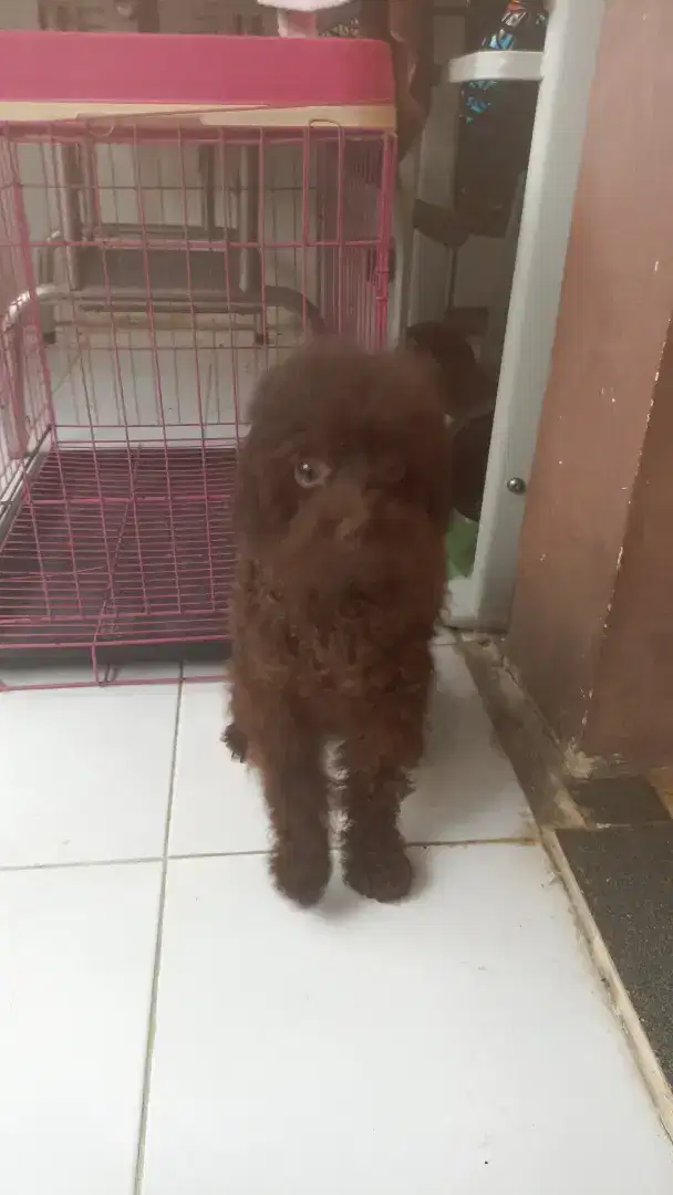 Toy poodle choco