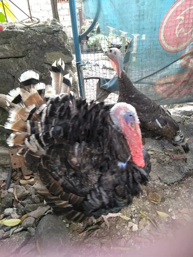 Sepasang ayam kalkun dewasa