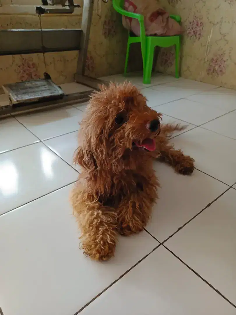 PEJANTAN POODLE JAGO KAWIN