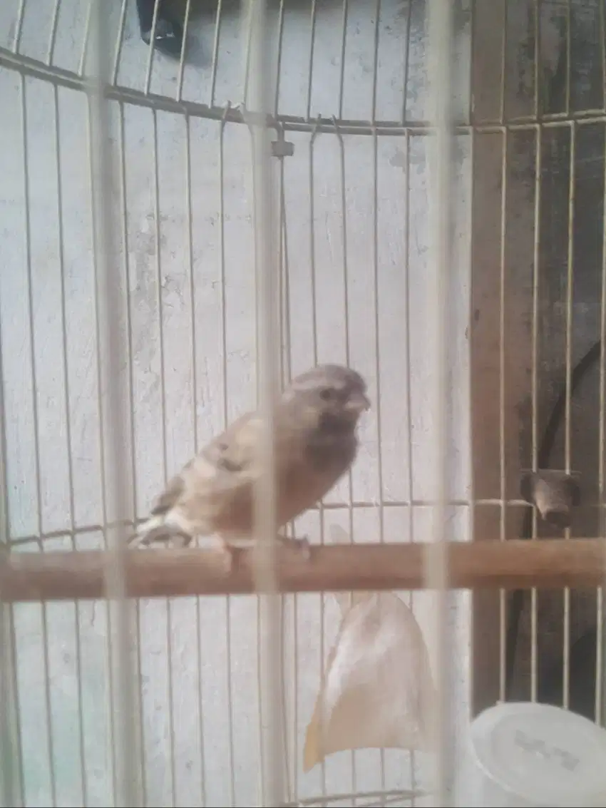 Burung black troat finch