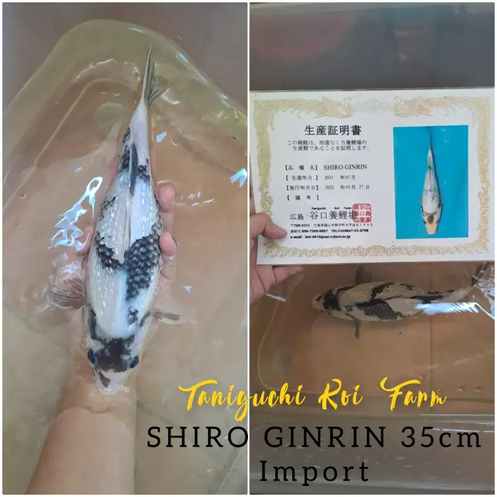 Koi Shiro Ginrin Import Taniguchi