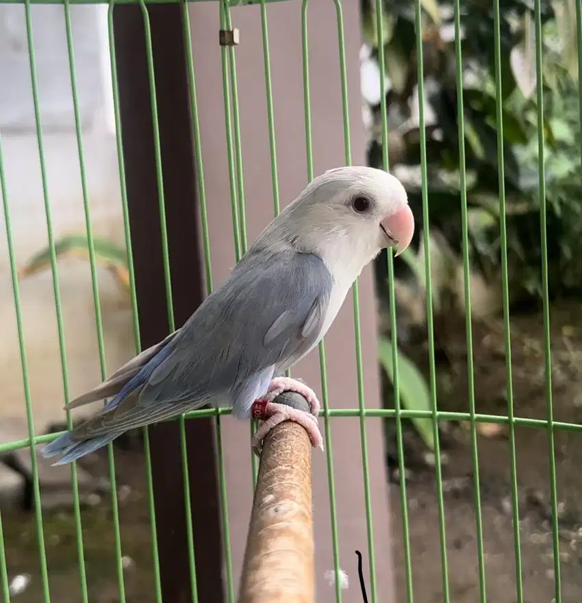 Burung Lovebird NonKep