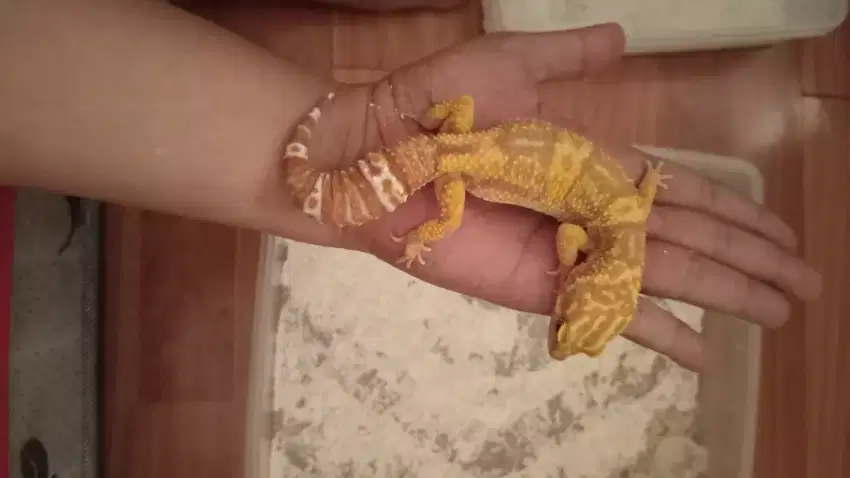 Gecko langka Lafadz Allah